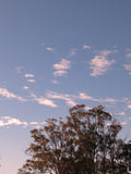 Treeline on the Murrumbidgee