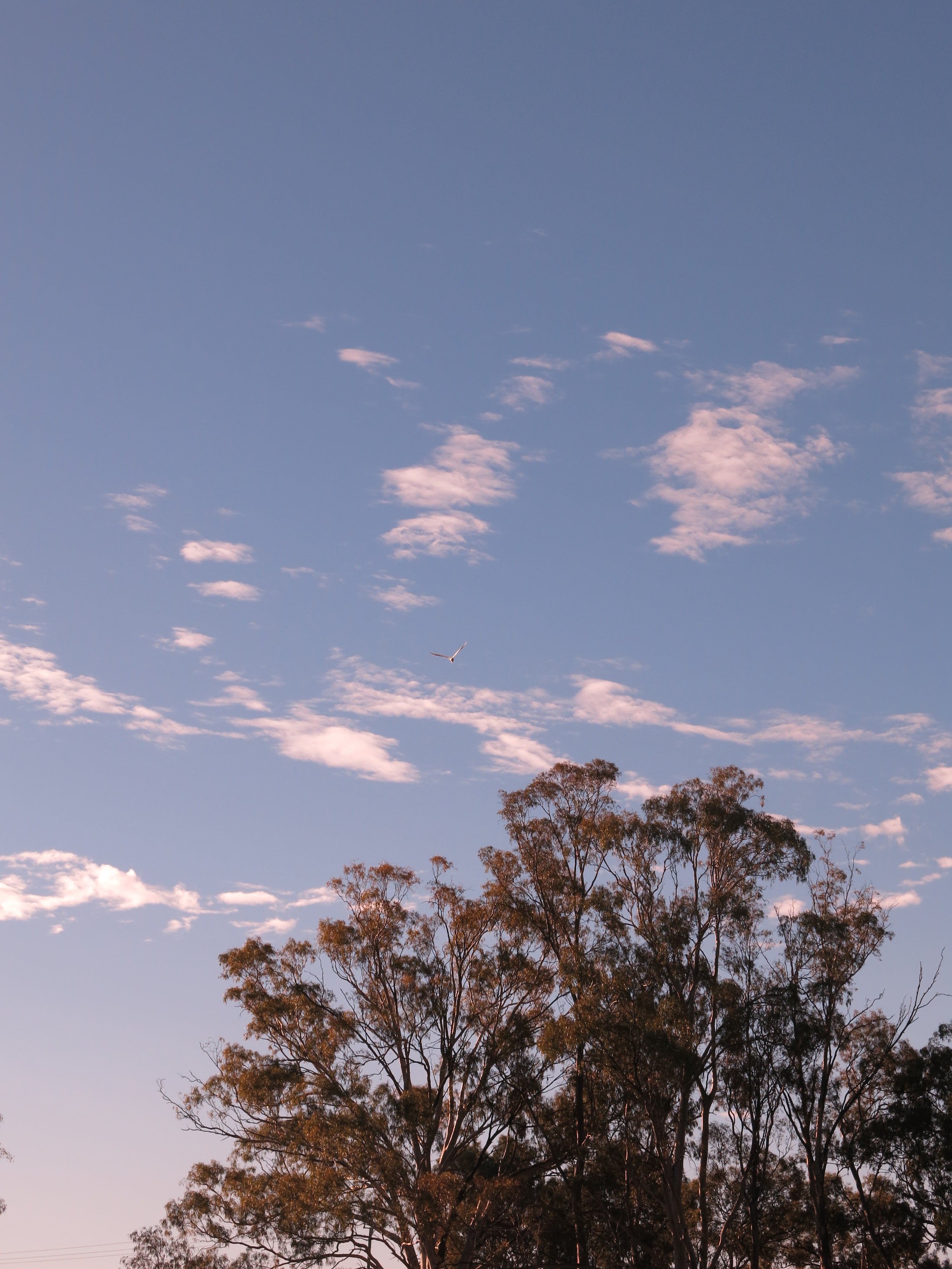 Treeline on the Murrumbidgee